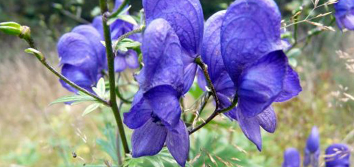 omeopatia-salute-aconitum-napellus