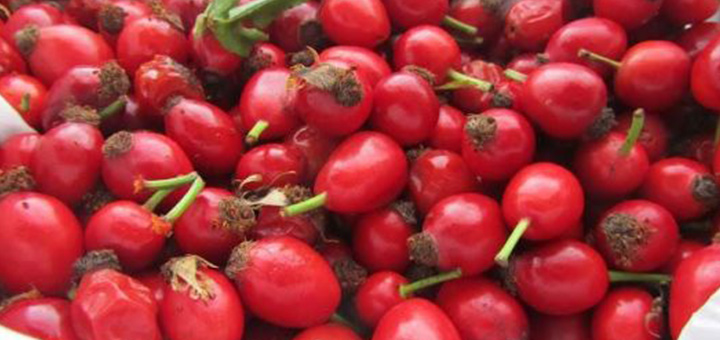 omeopatia-salute-rosa-canina-dolore-osteoartrite