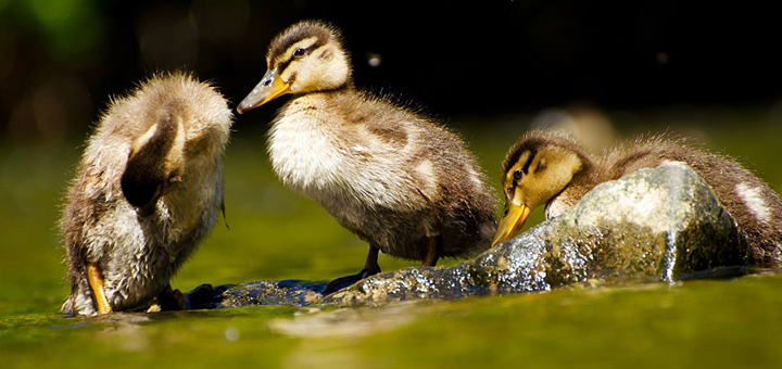 omeopatia-salute-animali-caldo