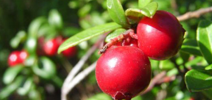 omeopatia-salute-cibi-biologici