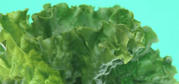 omeopatia-salute-una-bomba-per-il-cuore