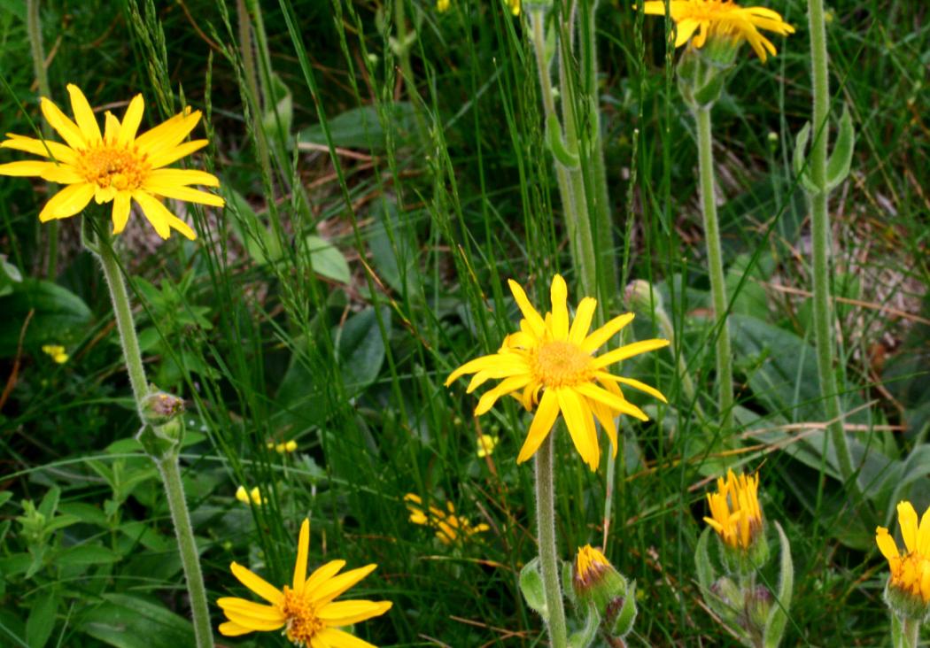 Arnica_montana_ENBLA07