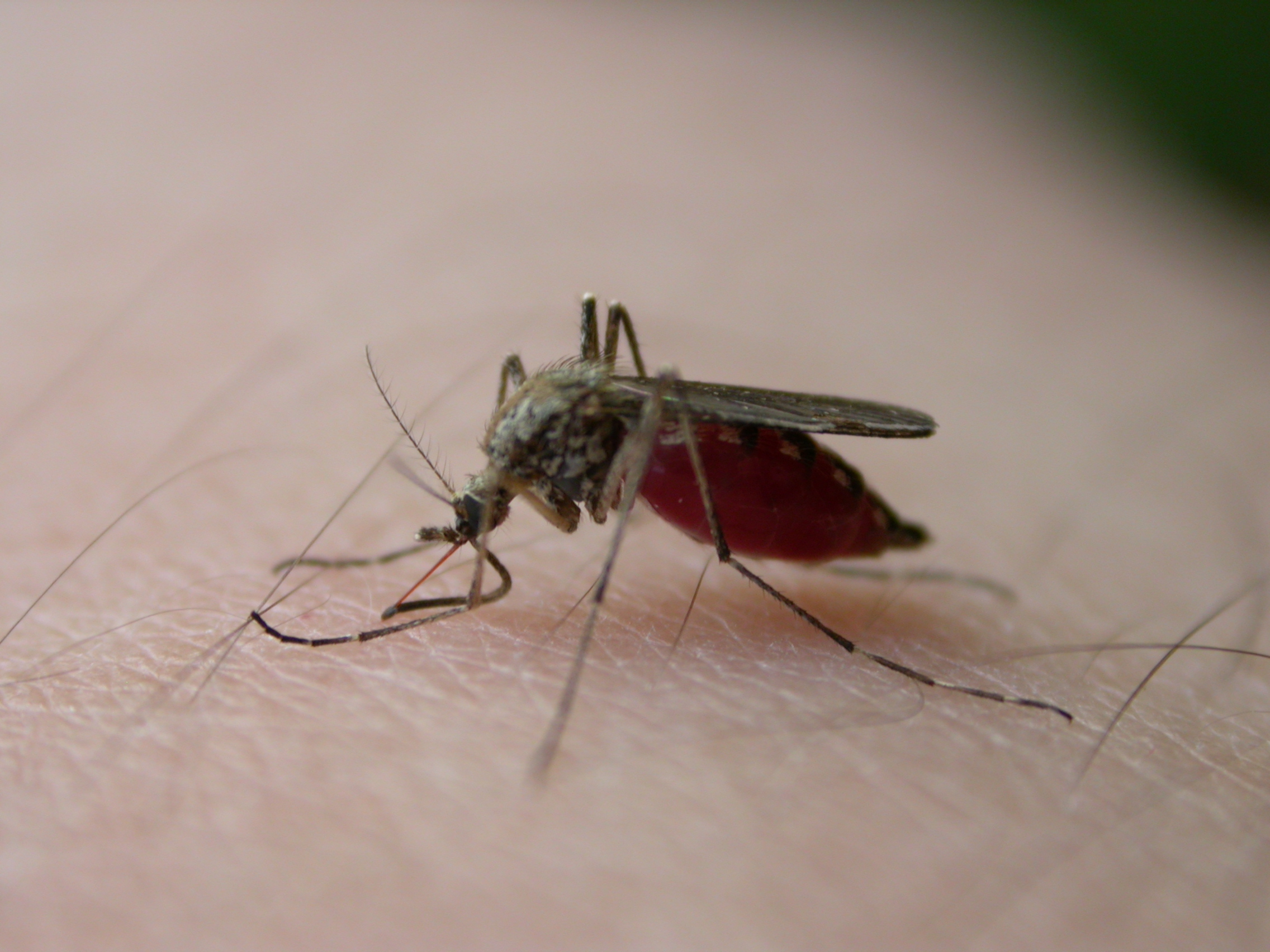 mosquito-bite-3-1410910