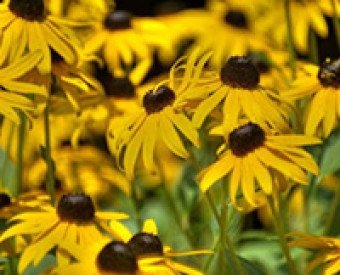 omeopatia-nascita-omeopatia