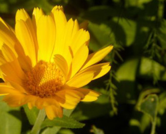 omeopatia-salute-calendula-officinalis
