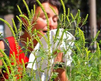 omeopatia-salute-allergia-ambrosia