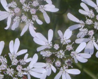 omeopatia-salute-coriandolo-filtro-naturale-acqua