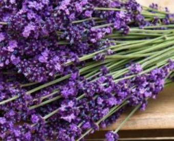 omeopatia-salute-lavanda-tranquillizza-relazioni