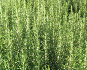 omeopatia-salute-memoria-top-annusare-rosmarino