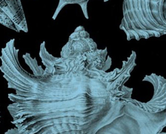 omeopatia-salute-patria-scimmia-biblion