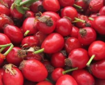 omeopatia-salute-rosa-canina-dolore-osteoartrite