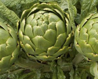 omeoparia-salute-carciofi-aiuto-mesotelioma