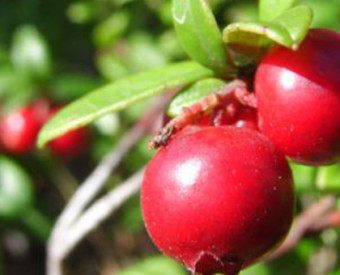 omeopatia-salute-cibi-biologici