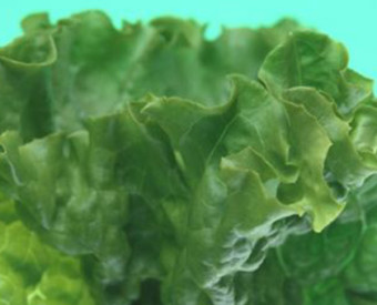 omeopatia-salute-una-bomba-per-il-cuore