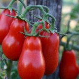 pomodoro-corbarino-525x328